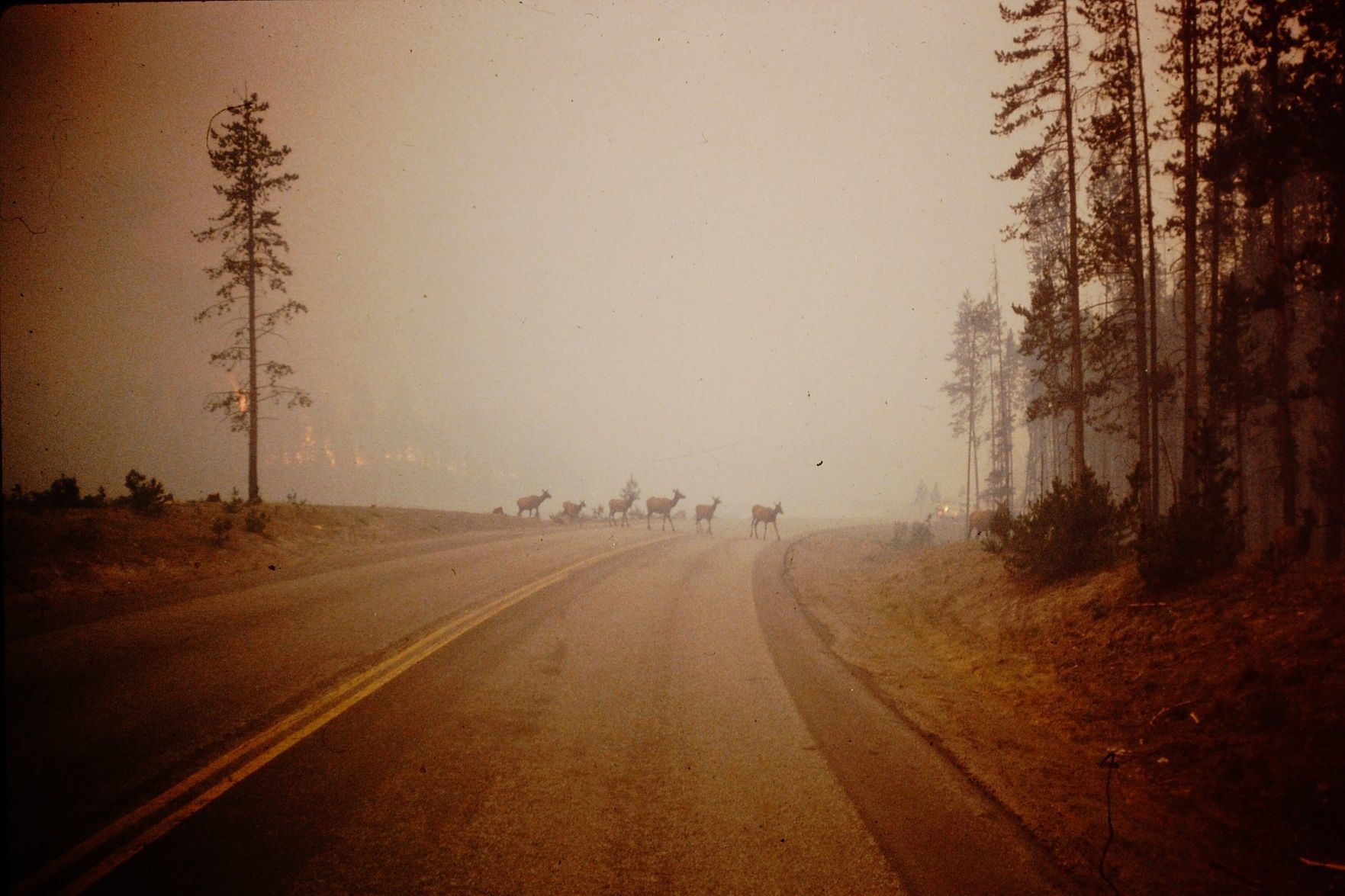 Elk